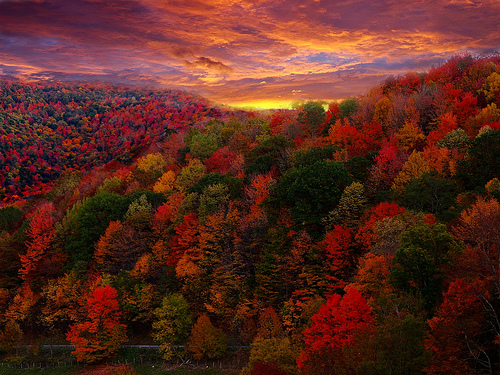 fall color autumn leaves