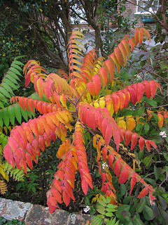 sumac in the fall
