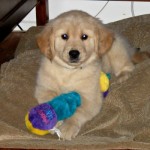 Honey the Golden Retriever as a cute puppy with her toy.