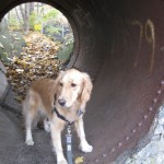 Honey the Golden Retriever is the Light at the End of the Tunnel