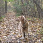 Honey the Golden Retriever Shows Her Introverted Side