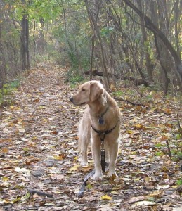 Honey the Golden Retriever Shows Her Introverted Side
