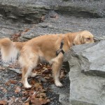 Honey the Golden Retriever Sniffing for Shelter Appreciation Week