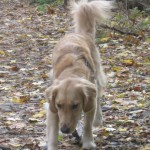 Honey the Golden Retriever Sniffs Out the Election
