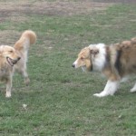 Honey the Golden Retriever with a Collie the Dog Park