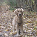 Honey the Golden Retriever - why does my dog do that