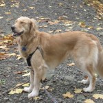Honey the Golden Retriever should be a therapy dog?