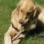 Honey the Golden Retriever guards her stick