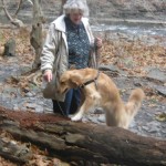 Honey the Golden Retriever hops on a log at Ithaca Falls
