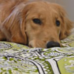 Honey the Golden Retriever in Bed.