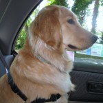 Honey the Golden Retriever loved riding in the Subaru