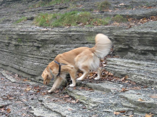 Honey rock climbing at Ithaca Falls Honey the Golden Retriever rock climbing at Ithaca Falls