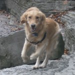 Honey the Golden Retriever is Adventure Dog