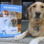 Honey the Golden Retriever wants a friend