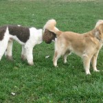 Honey the Golden Retriever with Poodle at the Dog Park