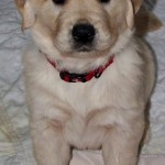Honey the Golden Retriever's Sister