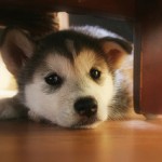 Cute Husky Puppy