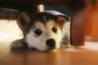 Cute Husky Puppy