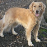 Honey is a Golden Retriever.