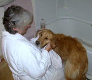 Honey the Golden Retriever gets toweled off after a bath.