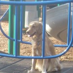 Honey the Golden Retriever at Fall Creek Playground.
