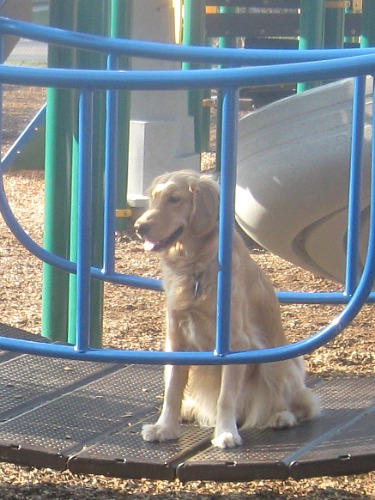 Honey the Golden Retriever at Fall Creek Playground.