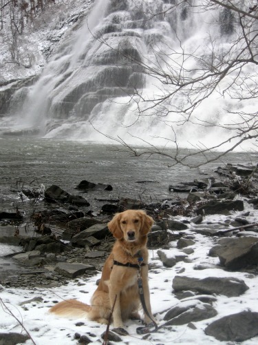 Honey the Golden Retriever poses at Ithaca Falls for Something Wagging This Way Comes.