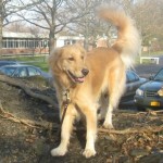 Honey the Golden Retriever plays at Ithaca High School.