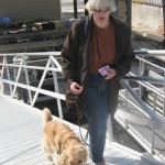 Honey the Golden Retriever boards a boat.