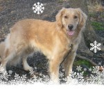 Honey the Golden Retriever stands in snow, thanks to PicMonkey.