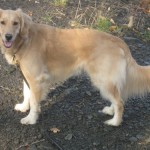 Honey the Golden Retriever is trash talking.