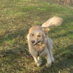 Honey the Golden Retriever carries a stick.