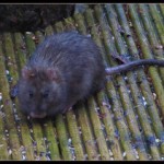 Rat by Jo. Marshall on Flickr.