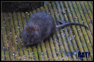 Rat by Jo. Marshall on Flickr.