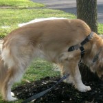 Honey the Golden Retriever checks her p-mail.