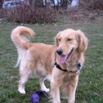 Honey the Golden Retriever at Conley Park in Ithaca.