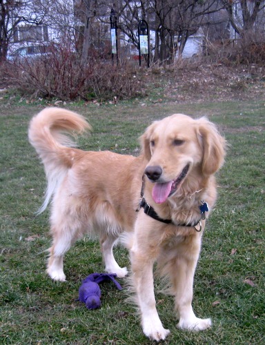 Honey the Golden Retriever at Conley Park in Ithaca.