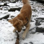 Honey the Golden Retriever from Something Wagging This Way Comes finds a huge stick.
