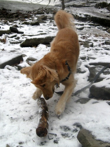 Honey the Golden Retriever from Something Wagging This Way Comes finds a huge stick.