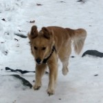 Honey the Golden Retriever runs in the snow.