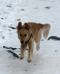 Honey the Golden Retriever runs in the snow.