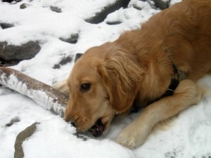 Honey the Golden Retriever guards her stick at Ithaca Falls.
