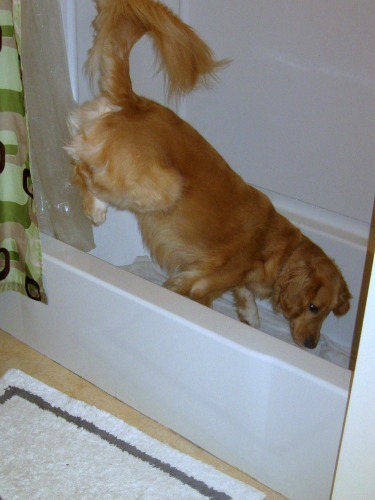 Honey the Golden Retriever does a handstand.