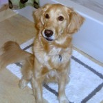 Honey the Golden Retriever sits in front of the tub.