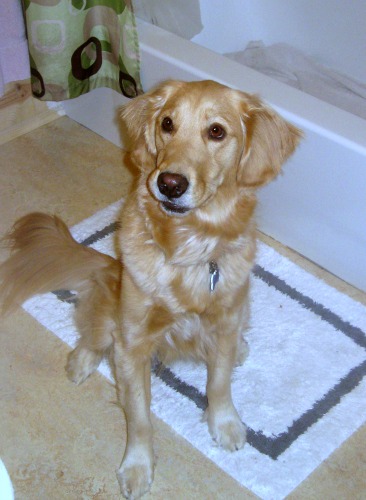 Honey the Golden Retriever sits in front of the tub.