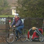 Honey the Golden Retriever rides in her bike cart.