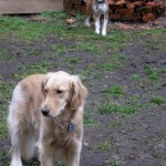 Honey the Golden Retriever with foster dog Layla.