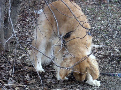 Honey the Golden Retriever is on the scent near Cascadilla Creek..