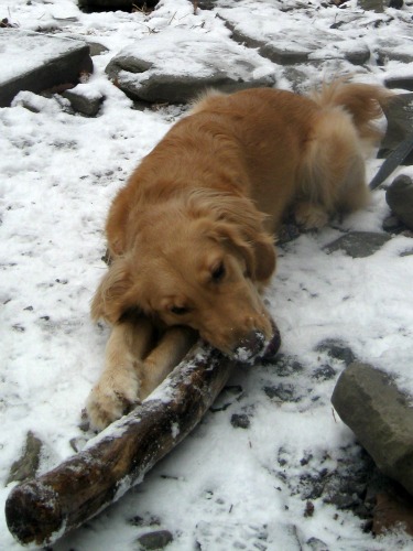 Honey the Golden Retriever chews a stick at the Ithaca Falls.