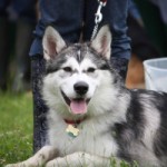 Misaki, the star of the Misadventures of Misaki.